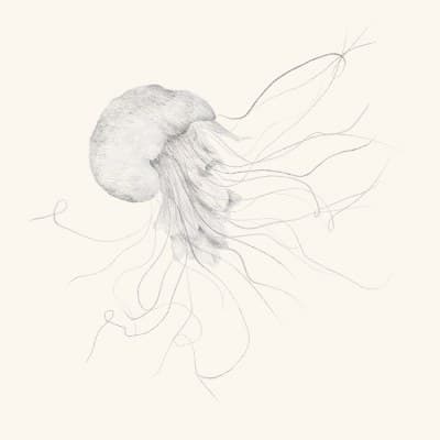 A graphite study of a jellyfish