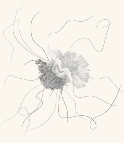 A graphite study of a jellyfish