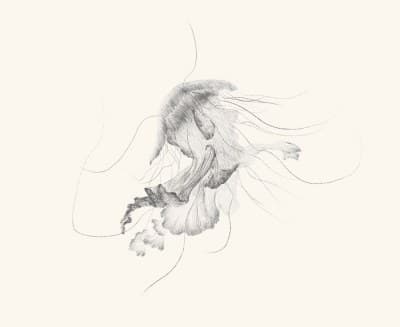 A graphite study of a jellyfish