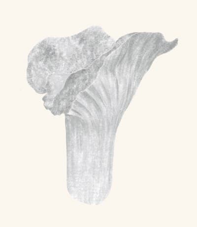 A graphite study of a lobster mushroom