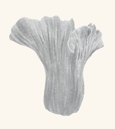 A graphite study of a lobster mushroom