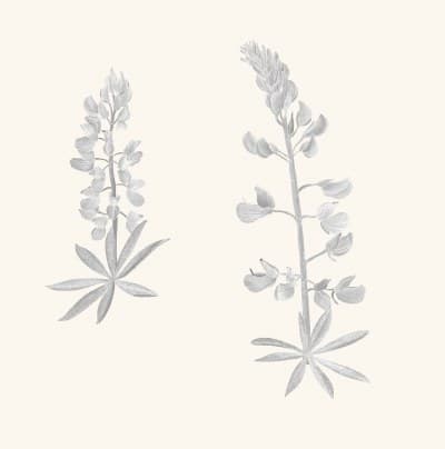 A graphite study of a lupine