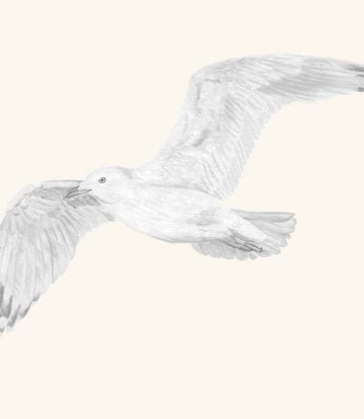A graphite study of a mew gull