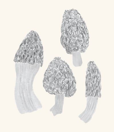 A graphite study of a morel mushroom