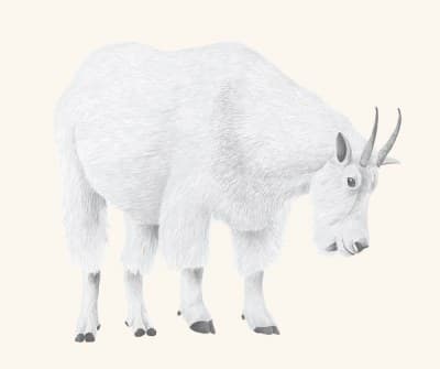 A graphite study of a mountain goat