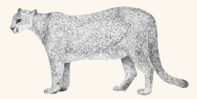 A graphite study of a mountain lion