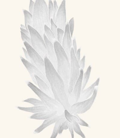 A graphite study of a nudibranch