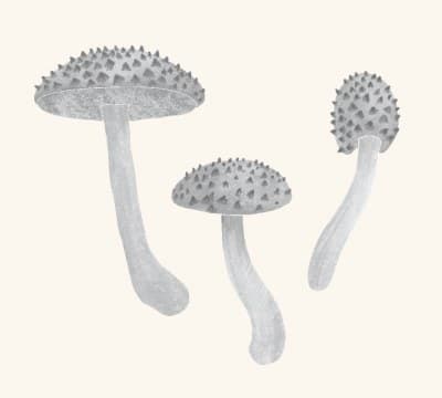 A graphite study of an old man of the woods mushroom
