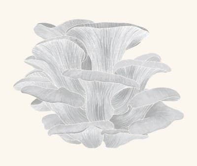 A graphite study of an oyster