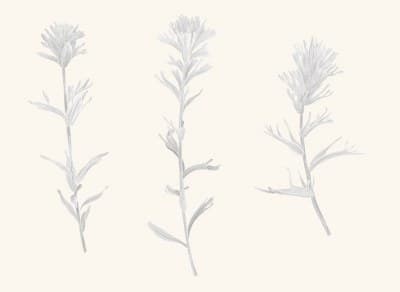 A graphite study of a Indian paintbrush