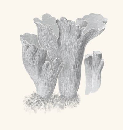 A graphite study of a pig's ear mushroom