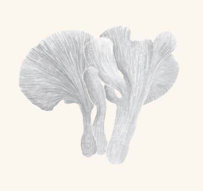 A graphite study of a pig's ear mushroom