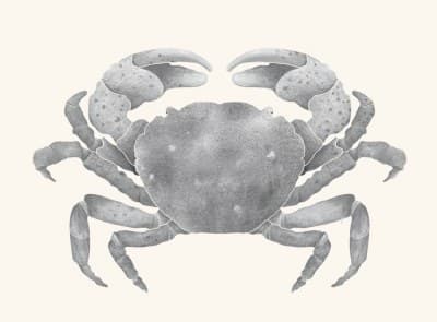 A graphite study of a purple shore crab