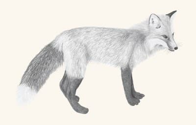 A graphite study of a red fox