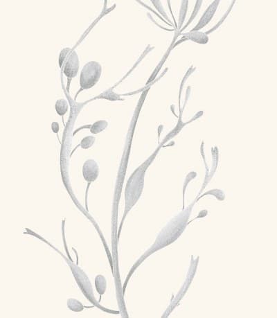A graphite study of a rockweed
