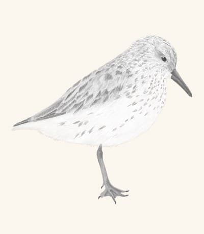 A graphite study of a sandpiper