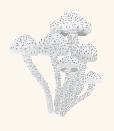 A graphite study of a scaly pholiota mushroom