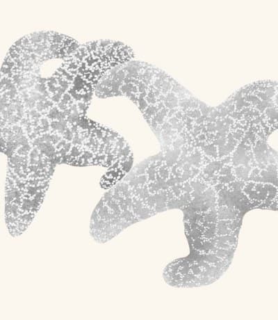 A graphite study of a sea star
