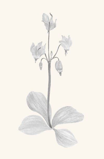 A graphite study of a shooting star flower