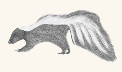 A graphite study of a striped skunk
