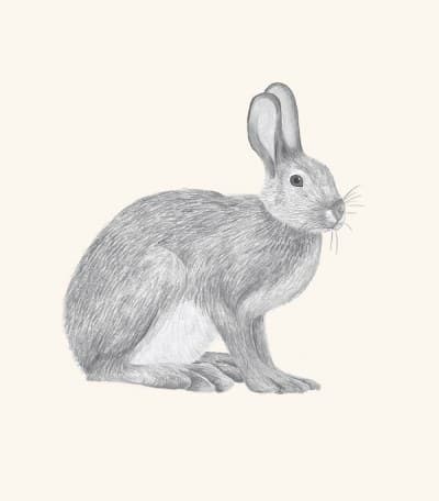 A graphite study of a snowshoe hare