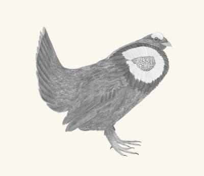 A graphite study of a sooty grouse