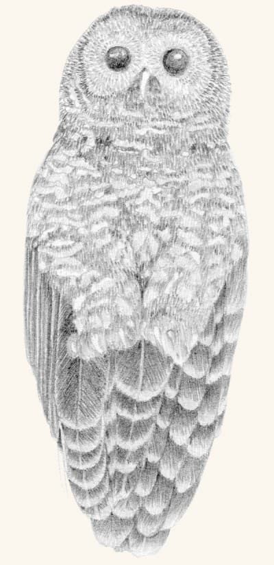 A graphite study of a northern spotted owl in flight