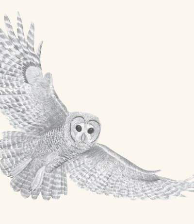 A graphite study of a northern spotted owl