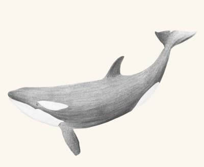 A graphite botanical and wildlife study