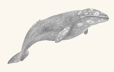 A graphite botanical and wildlife study