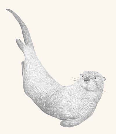 A graphite botanical and wildlife study