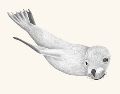 A graphite botanical and wildlife study