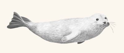 A graphite botanical and wildlife study