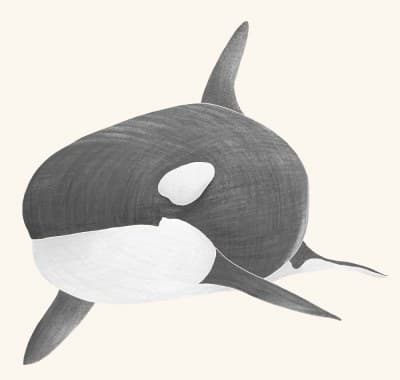 A graphite botanical and wildlife study