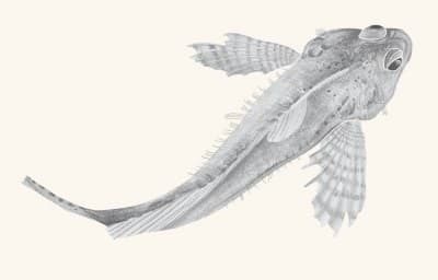 A graphite study of a tidepool sculpin