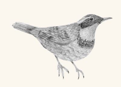 A graphite study of a varied thrush