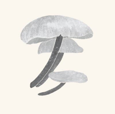 A graphite study of a velvet foot mushroom