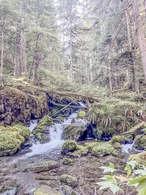 A photograph of a mossy old-growth forest stream in Olympic National Park