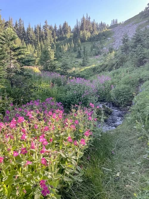 A photograph of an alpine meadow with pink wildflowers along a mountain stream in Olympic National Park